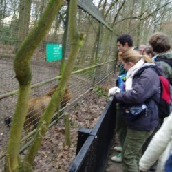 boze leeuw - Scouts en Gidsen Zaventem 